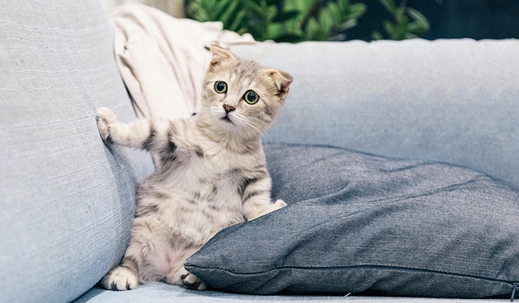 kitten on couch