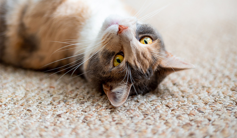 tips for keeping carpet clean